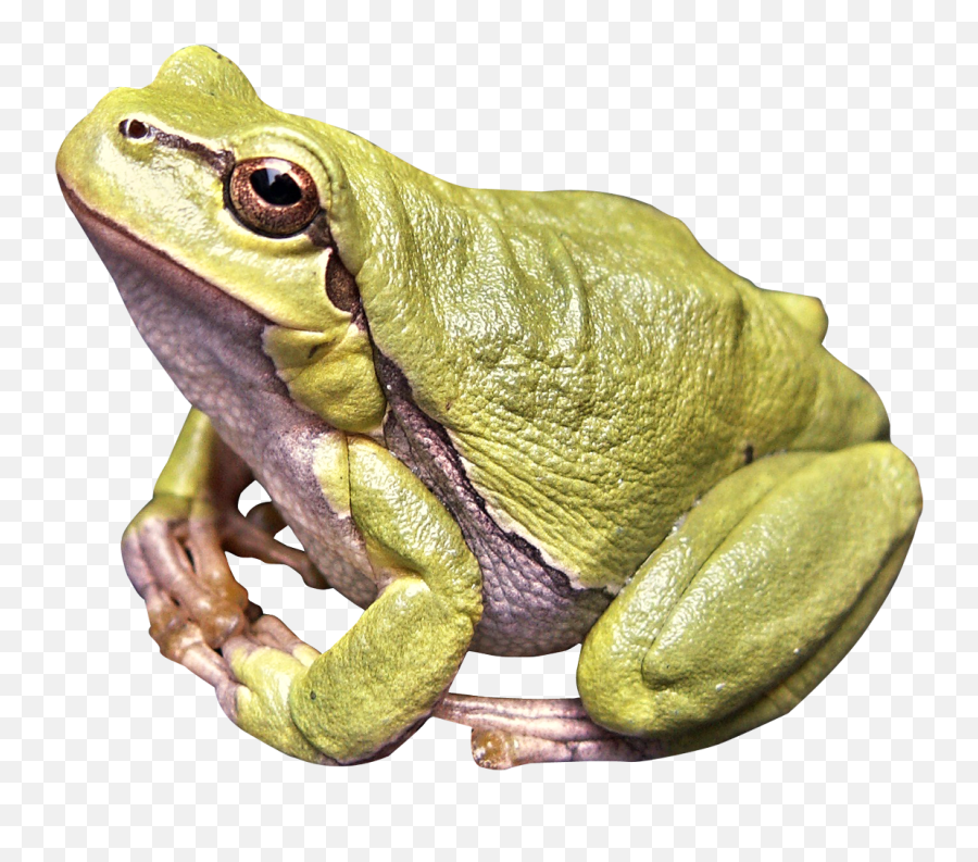 Frog Png Image - Transparent Background Transparent Frog Emoji,Frog Emoji
