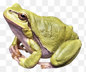 Frog Png Image - Transparent Background Transparent Frog Emoji,Frog Emoji