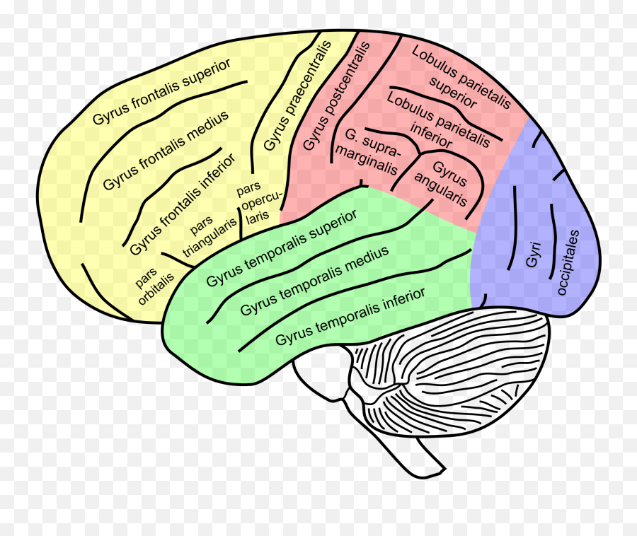 Supramarginal Gyrus - Wikipedia Frontal Gyrus Emoji,Frontal Lobe Emotion