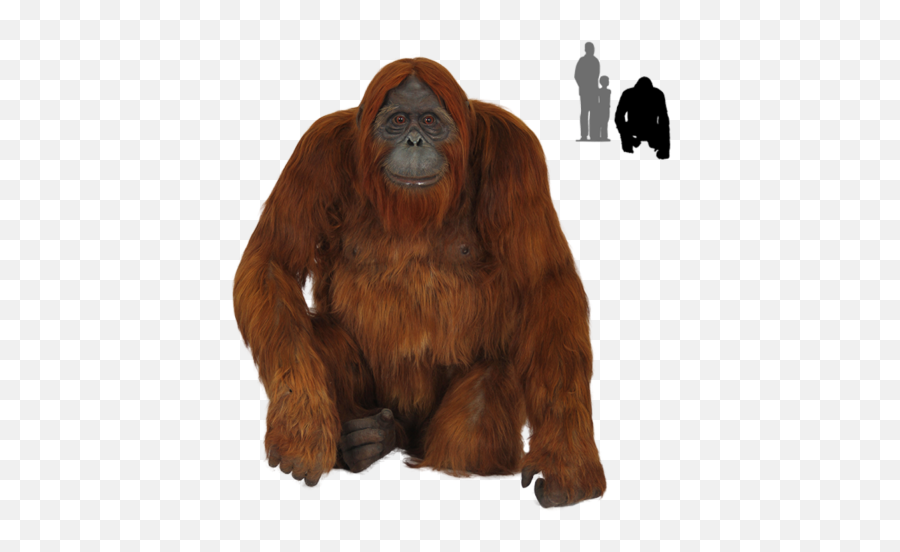 Animals - Free Png Images Starpng Emoji,Orangutan Emoji