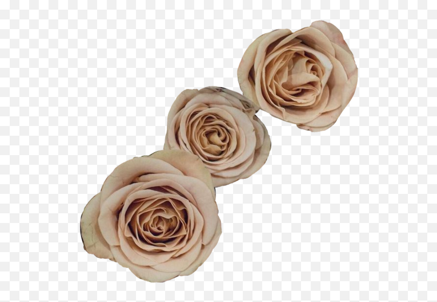 The Most Edited Petal Picsart Emoji,Pinkfloweremoji Insta The Most Edited Petal Picsart Emoji,Pinkfloweremoji Insta