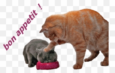 Top Chat Qui Fume Stickers For Android - Eat My Mum Emoji,Chat Gif Emoticons