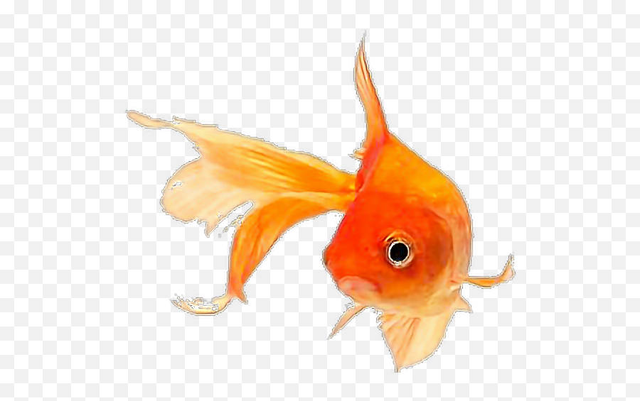 Fish Goldfish Sticker By Pennyann - Goldfish Overlay Emoji,Gold Fish Emoji