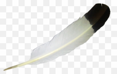 Transparent White Balck Feather Png Image - Transparent Background Eagle Feather Png Emoji,Balck Heart Emoji