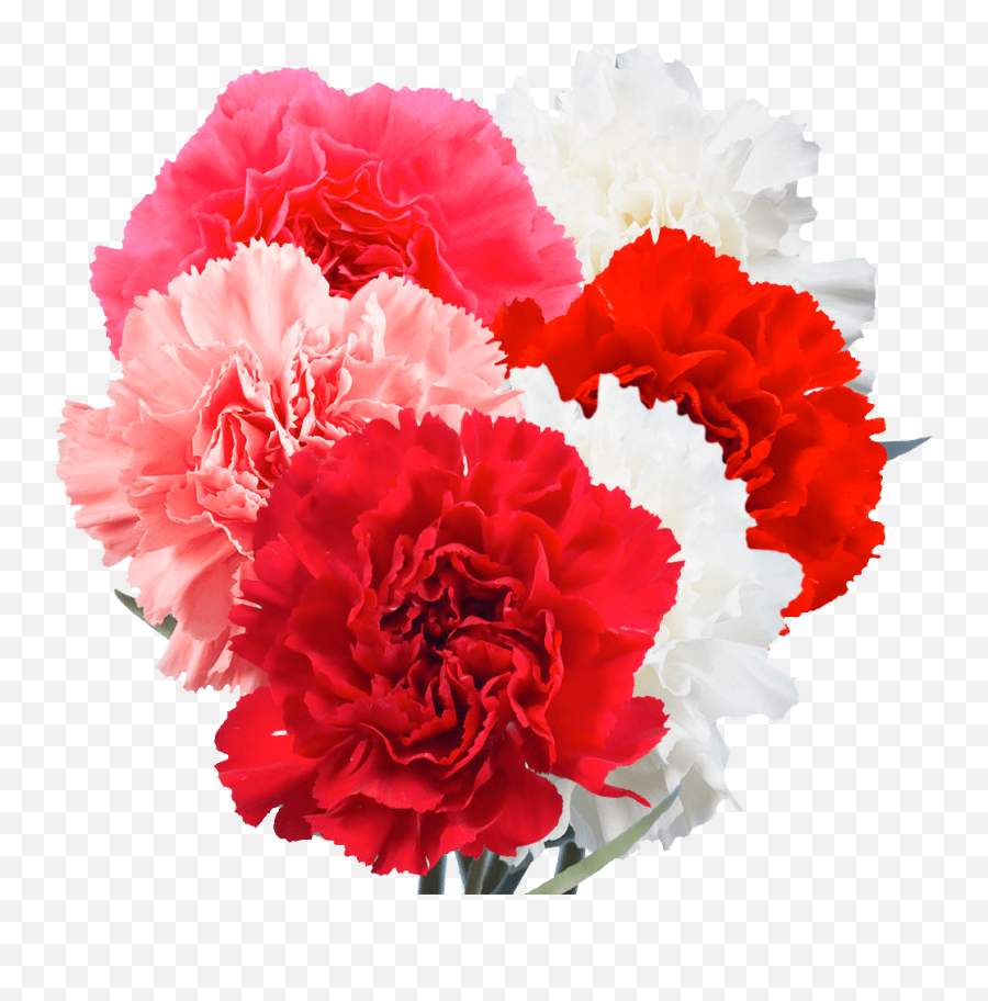 What Flowers To Give - Day Carnations Emoji,Colour Symbolising A Mothers Emotion Mother