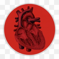 Inland Heart Doctors Patient Education - Mitral Valve Emoji,9 Types Of Muscle Tension Caused By Trapped Emotions