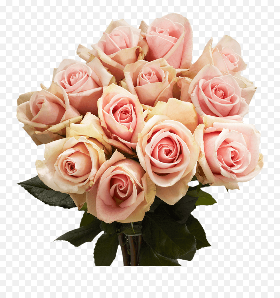 Buy Light Pink Champagne Roses - Fenice Roses Emoji,Emotions Pom Pom Balls