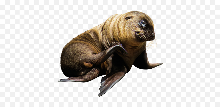 Free Photo Nature Pasture Sea - Sea Lion Png Emoji,Ocean Animal Emotions