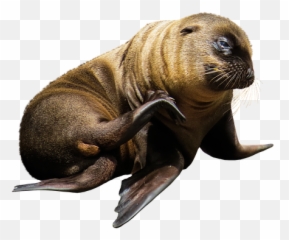 Free Photo Nature Pasture Sea - Sea Lion Png Emoji,Ocean Animal Emotions