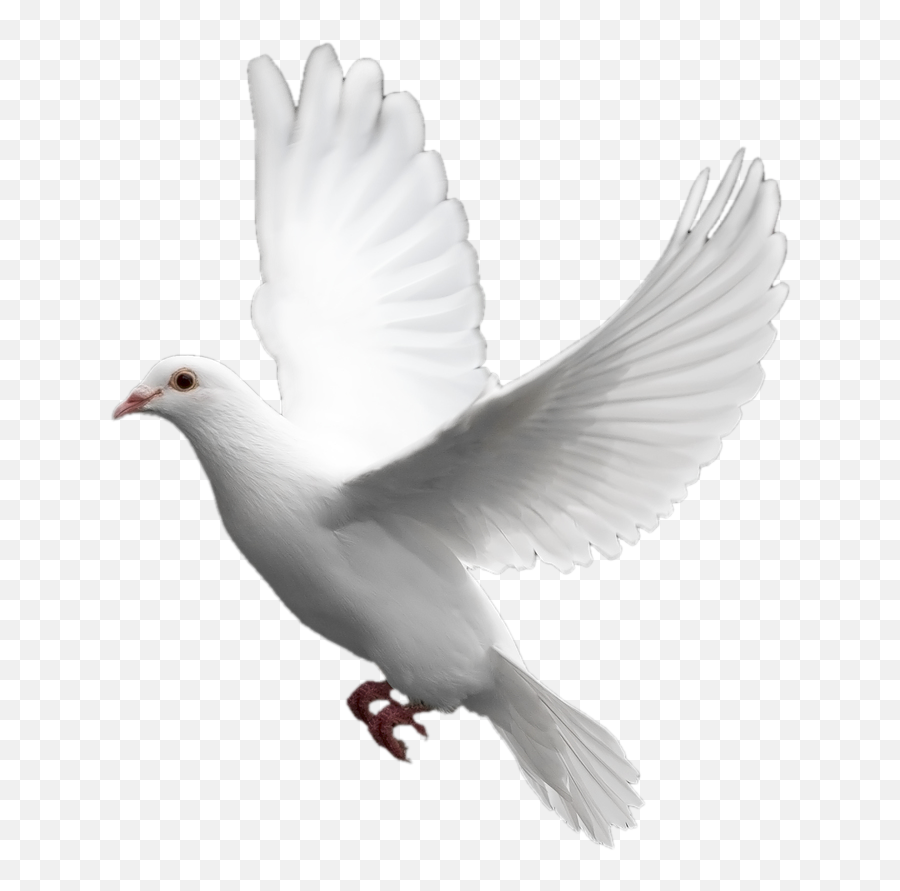 Cards With Birds - Transparent White Dove Png Emoji,Bird Emotions