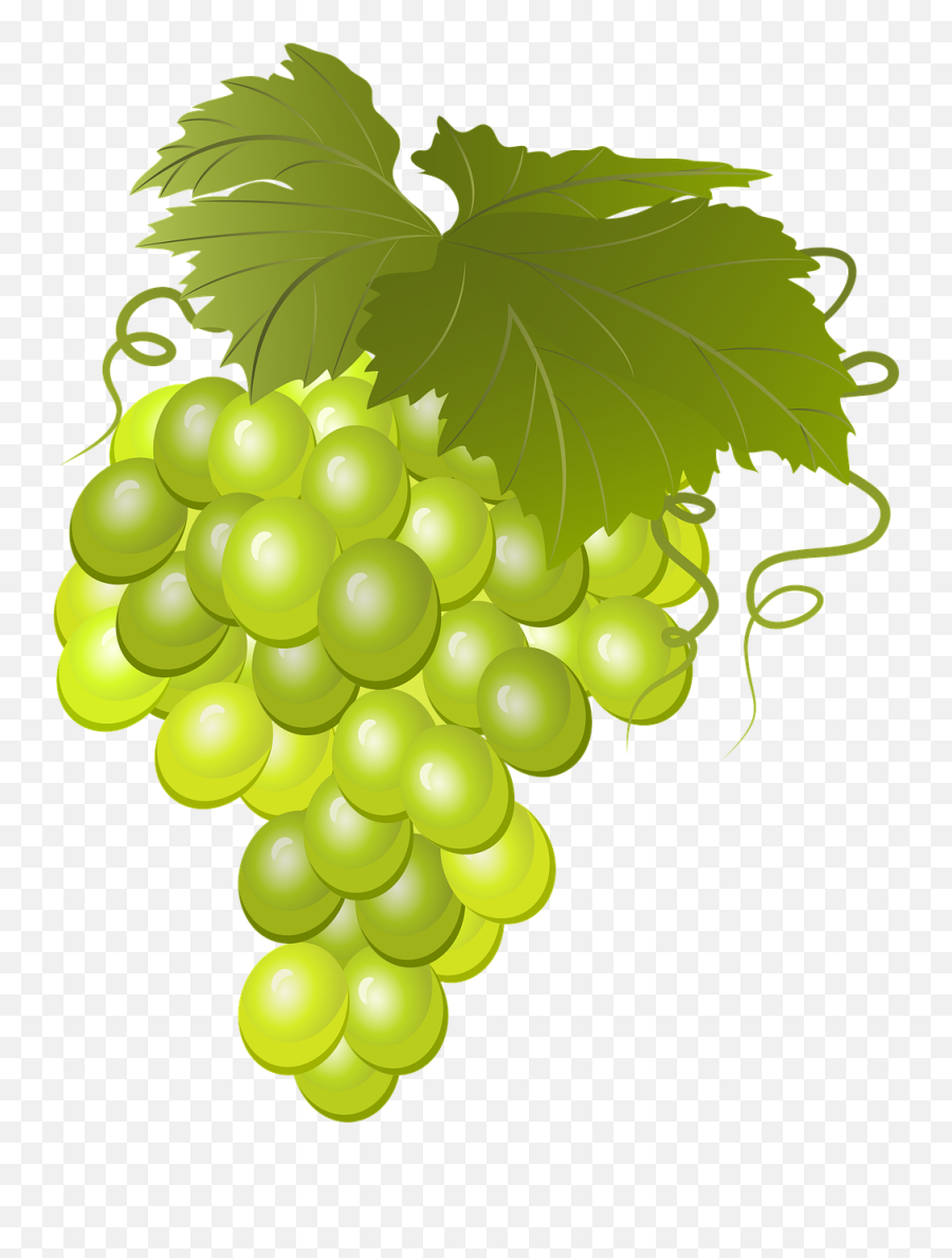 Grapes Bunch Of Vine Green - Cacho De Uva Verde Png Emoji,Facebook Emoticons Grapes