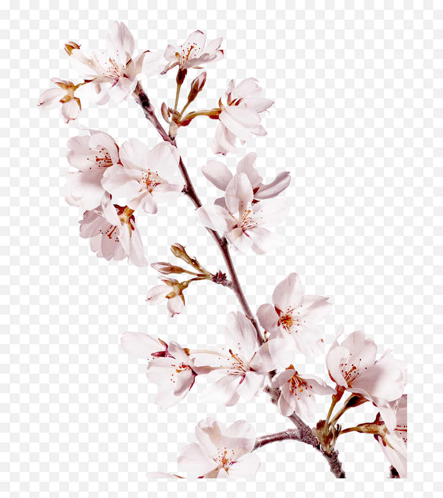 Png Images Pngs Sakura Sakuras - Sakura Blossom Branch Transparent Emoji,Sakura Sakura Sweet Emotion