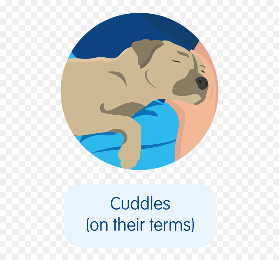 Five Signs Your Dog Loves You - Language Emoji,Dogs Emotions