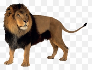 Everybody Up 1 Unit 6 Lesson 2 Animals Ska2 Baamboozle Emoji,Three Lion Emojis