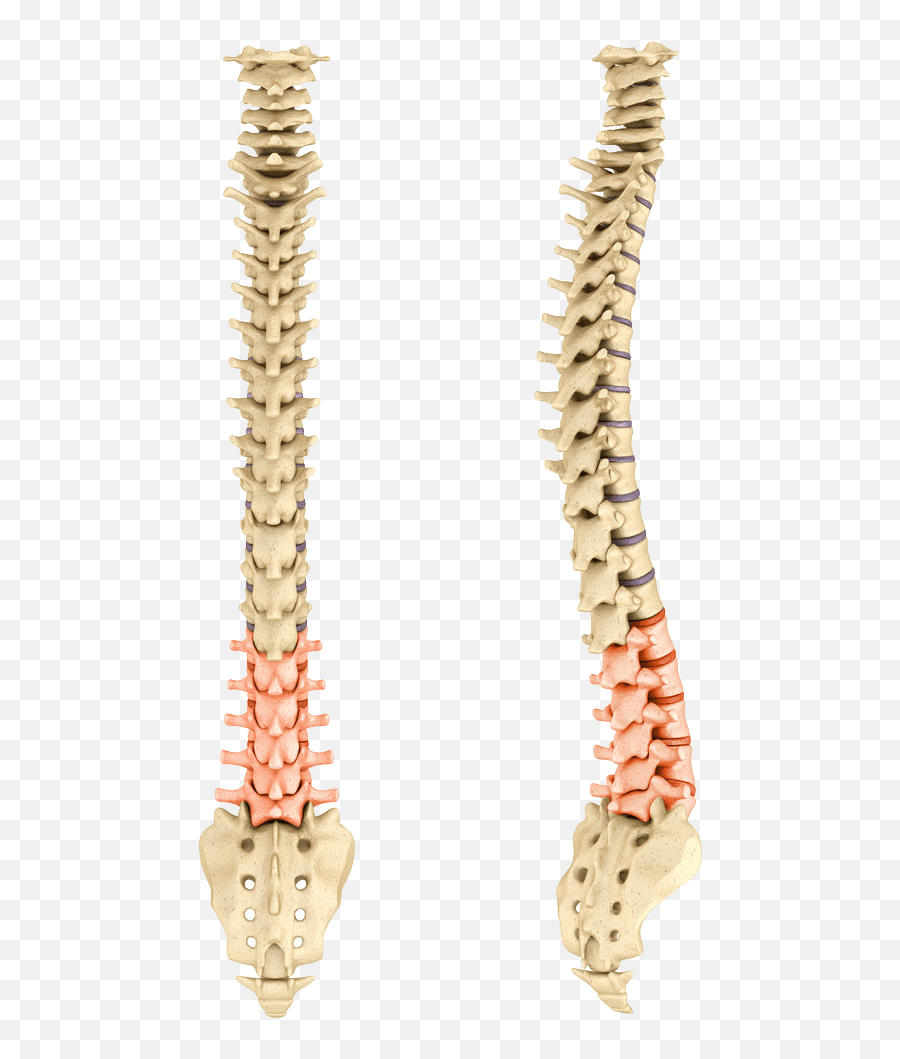 Spine Simulator Frank E Kaden Dc Chiropractic Inc Emoji,Emotion Pain Related To Right Back Rib Pain