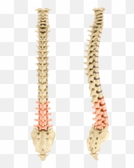 Spine Simulator Frank E Kaden Dc Chiropractic Inc Emoji,Emotion Pain Related To Right Back Rib Pain