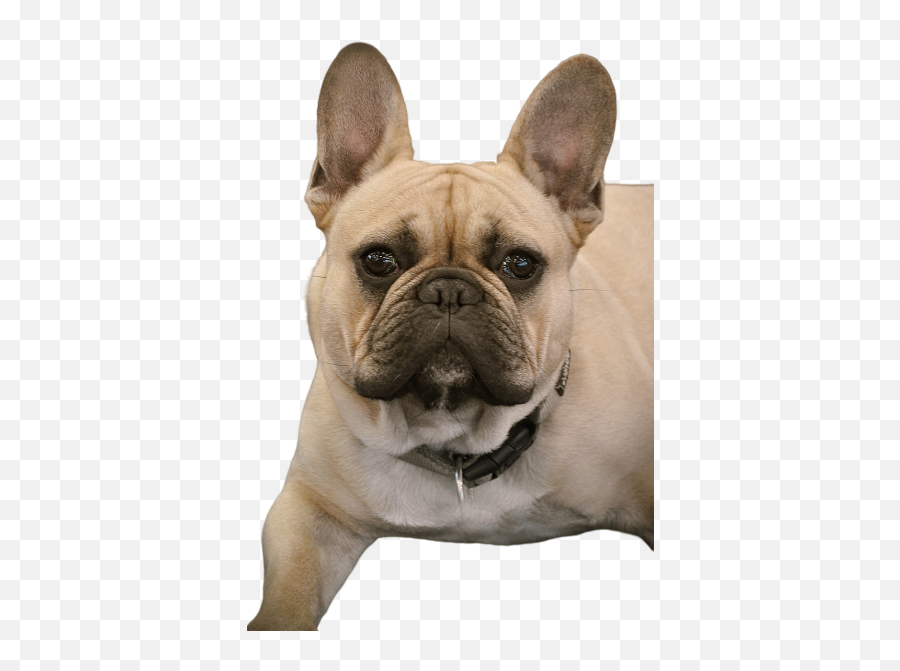 French Bulldog Png Images Download French Bulldog Png Emoji,Pug Emoji To E-mail