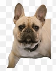 French Bulldog Png Images Download French Bulldog Png Emoji,Pug Emoji To E-mail