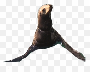 Seal Sea Ftestickers Sticker - California Sea Lion Emoji,Sea Lion Emoji