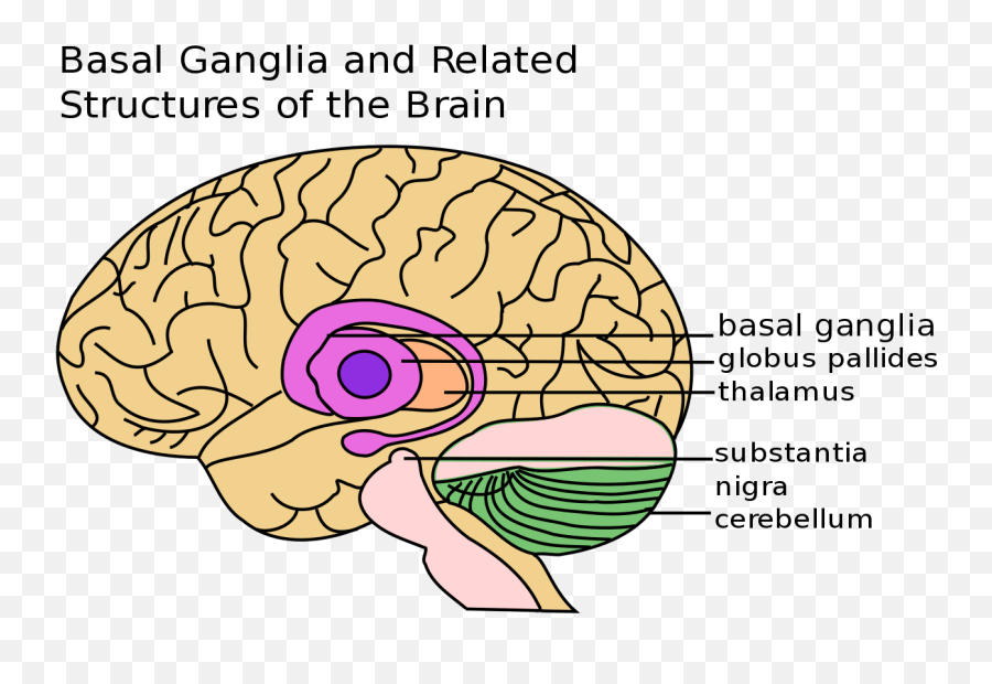 Memory Storage Memory Processes In The Human Brain - Ganglia Basal Emoji,Part Of The Brain Controlling Emotions