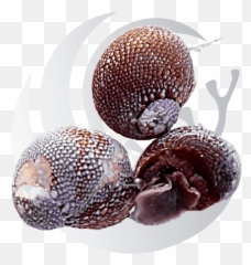 Httpspacificeastaquaculturecom Daily Https - Fruit Emoji,Oompa Loompa Emoji