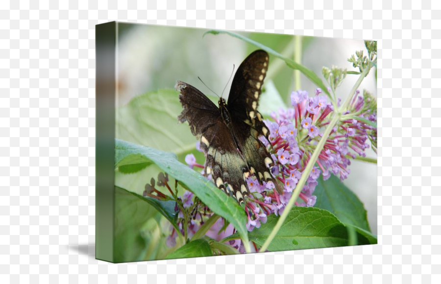 Butterfly With Torn Wing - Black Swallowtail Emoji,Emotion Butterflies For Sale