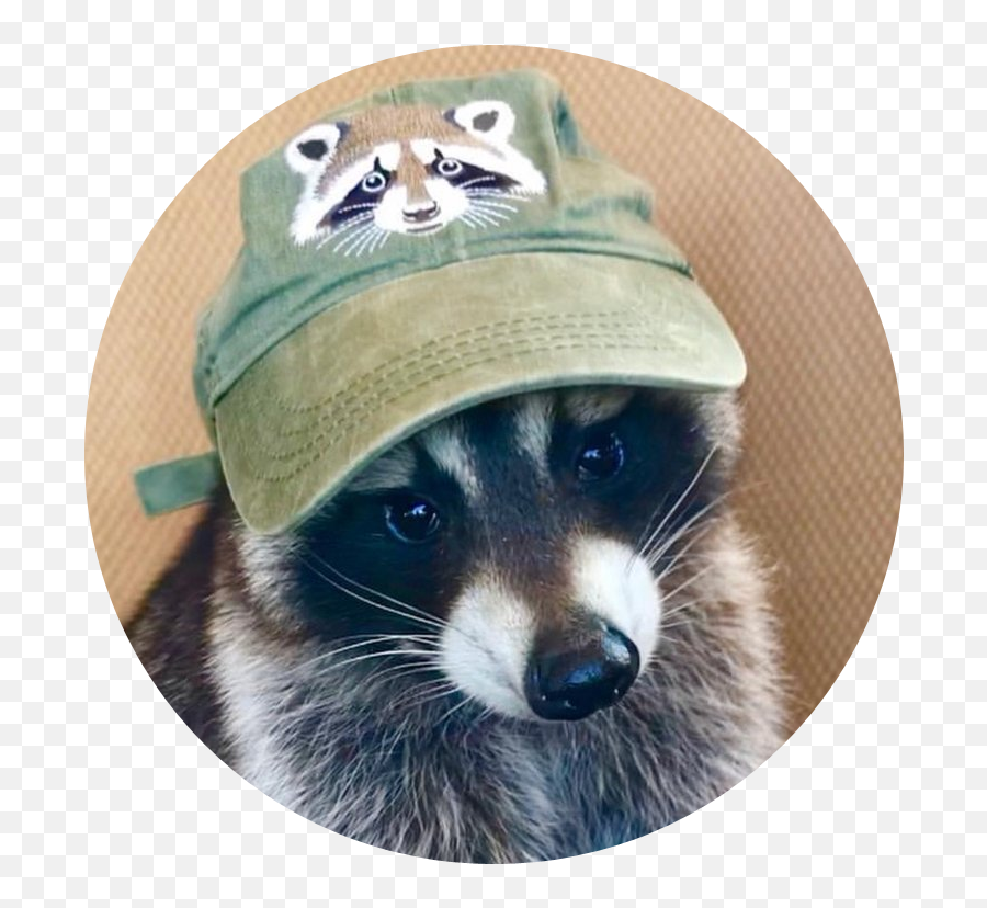 Myspace - Raccoon Emoji,Racoon Emoji