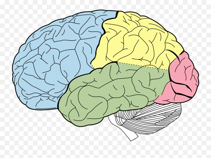 Temporal Lobe Function And Definition Science Trends - Brain Lobes Png Emoji,Snakes Brain Emotion