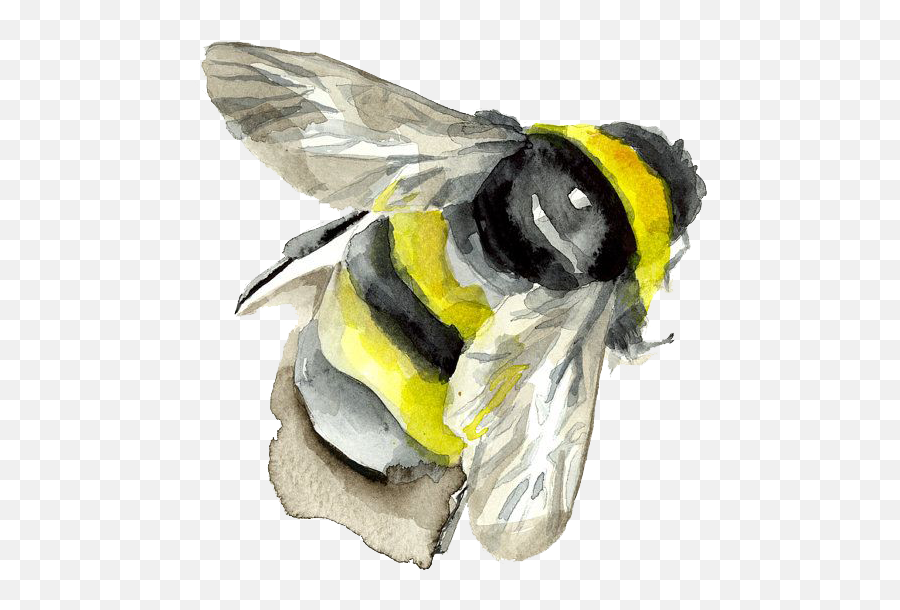 Download Watercolor Painting Insect - Painted Bee Png Emoji,What Do Emoji Lips And Bumble Bee Mean