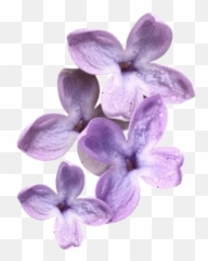 Purple Bb Outfit Shoplook - Purple Png Mood Board Emoji,Purple Monster Emoji Transparent Background