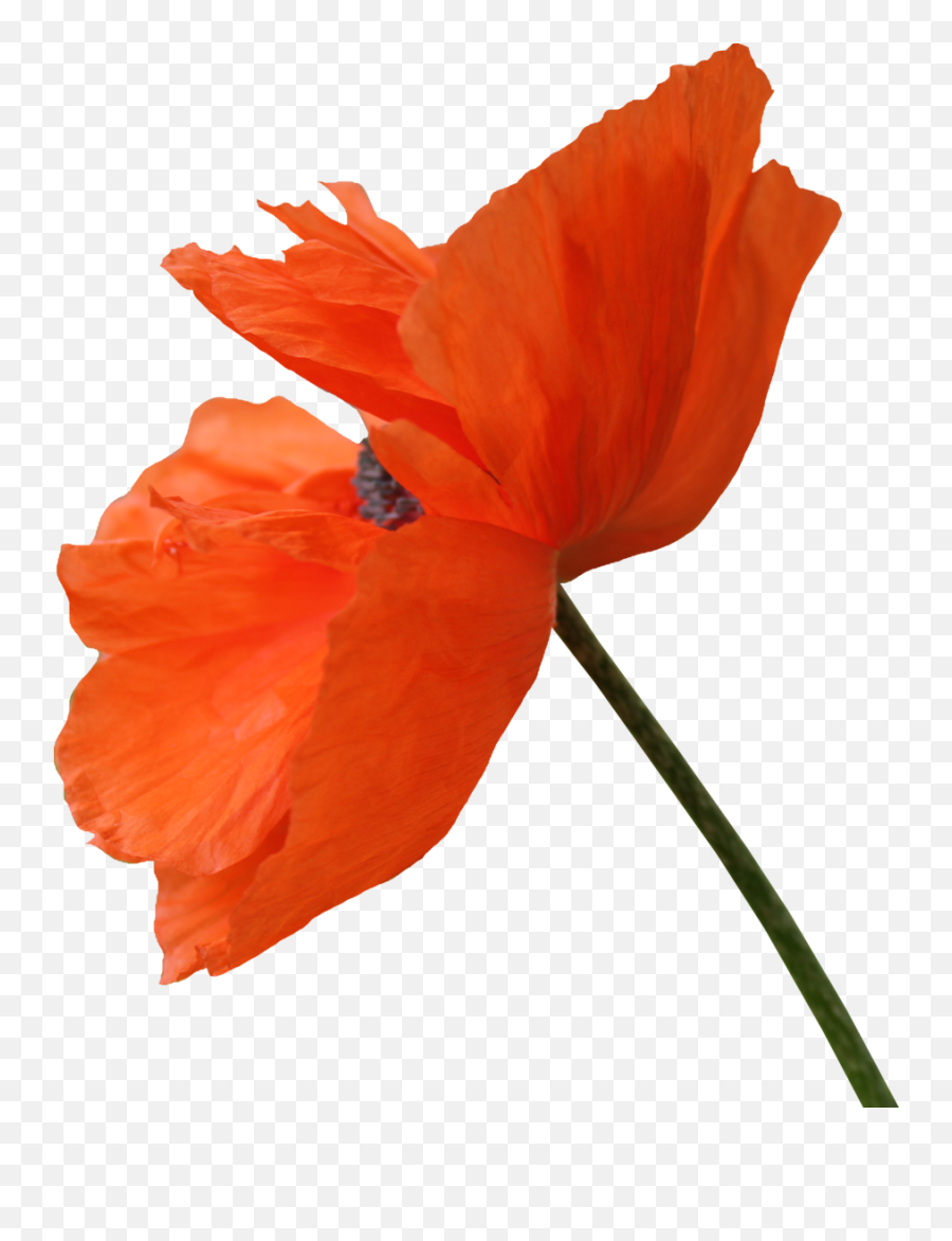 Red Poppy Flower Png Clipart - Poppy Flower Png Transparent Emoji,Poppy Emoji