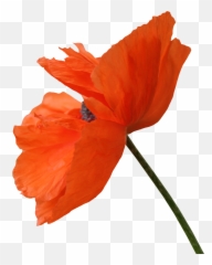 Red Poppy Flower Png Clipart - Poppy Flower Png Transparent Emoji,Poppy Emoji