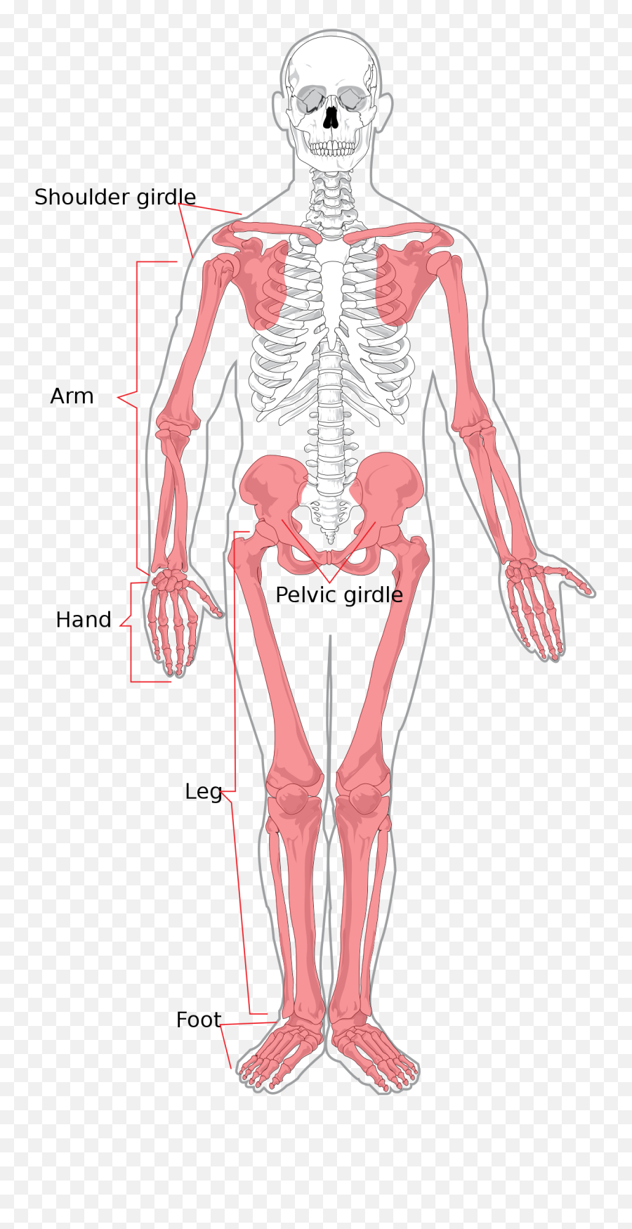 Appendicular Skeleton - Wikipedia Emoji,Skeleton Made Out Of Emojis