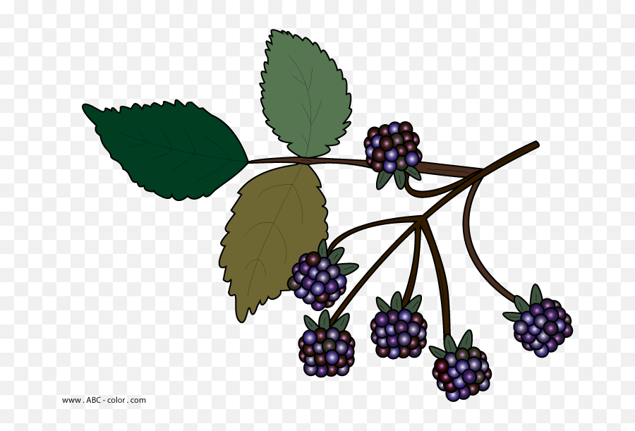 Blackberries - Clip Art Emoji,Rasberry Emoji