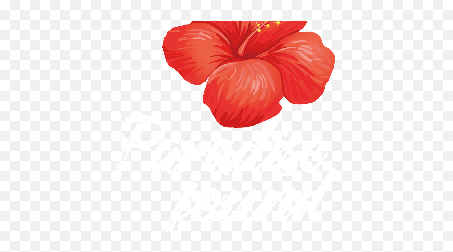 Pin On Hawaiian Flowers Flower Animated Gif - Cloudygif Hibiscus Red Flower Gif Emoji,Tropical Flower Emoji