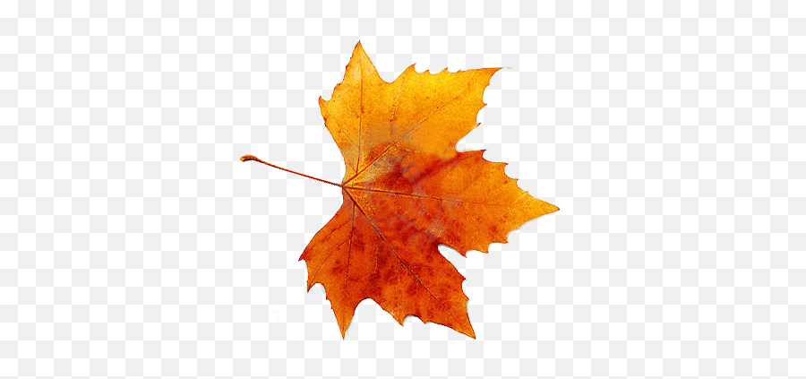 Leave Tree Orange Red Sticker By - Real Fall Leaves Transparent Emoji,Fall Leave Emoji