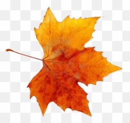 Leave Tree Orange Red Sticker By - Real Fall Leaves Transparent Emoji,Fall Leave Emoji