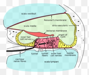Boundless Psychology - Vestibular Membrane In Ear Emoji,James Lange Theory Of Emotion
