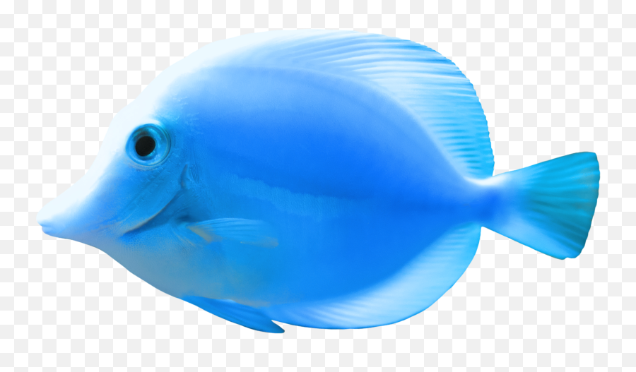 Blue Fish Png Clipart - Blue Fish Png Emoji,Blue Fish Emoji