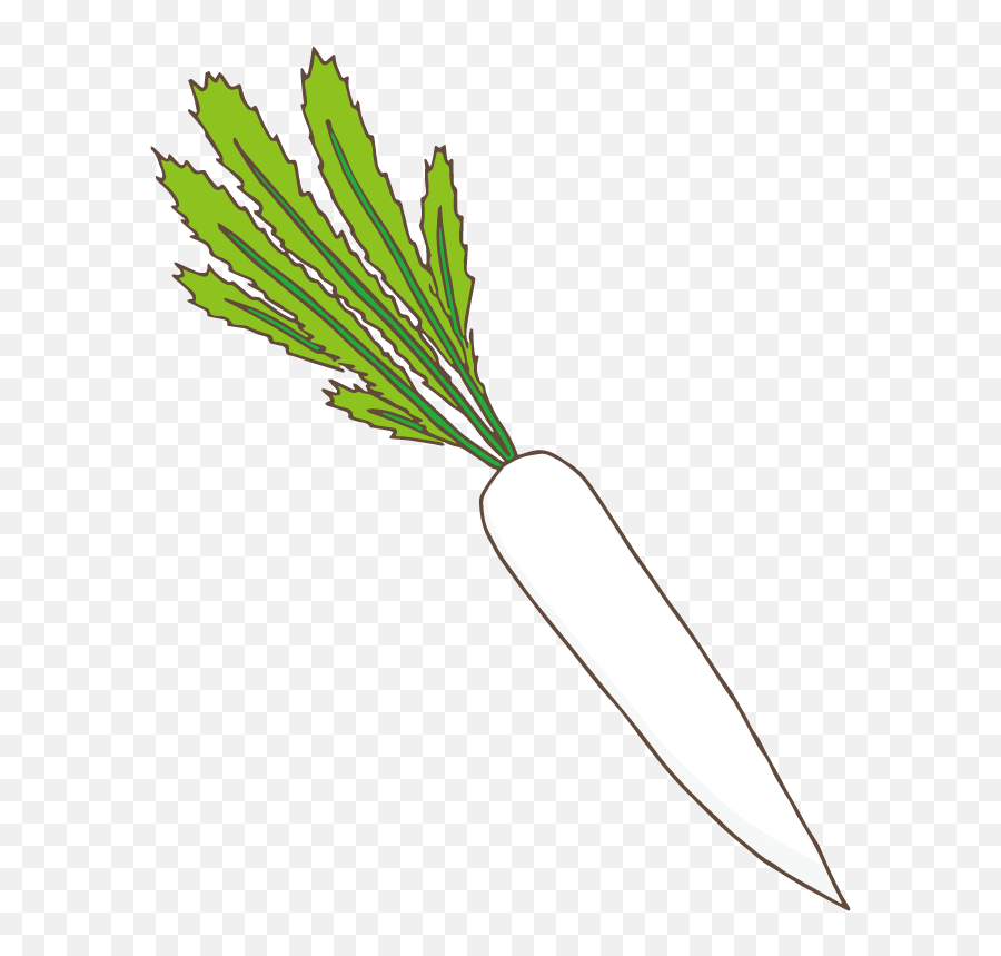 Radis Japonais - Carrot Clipart Full Size Clipart Clipart Picture Of Radish Emoji,Radish Emoji