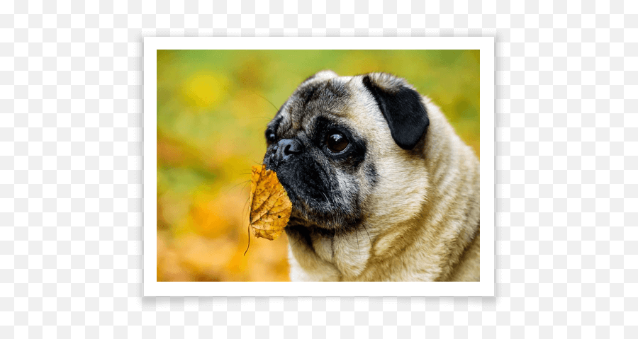 Dog Breed Guides Animal Friends Pet Insurance - Picture Frame Emoji,Send Your Friends Cute Cream Labrador Retriver Emojis