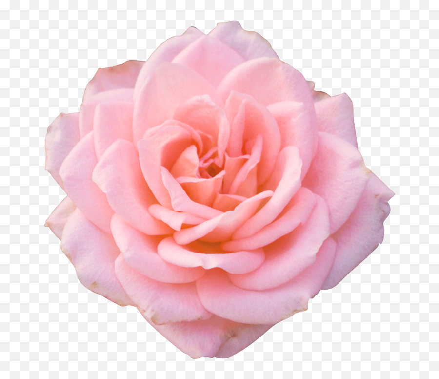 Love What Is Love For You - 38 By Amagic General Chat Big Pink Rose Png Emoji,Pink Rose Emojis