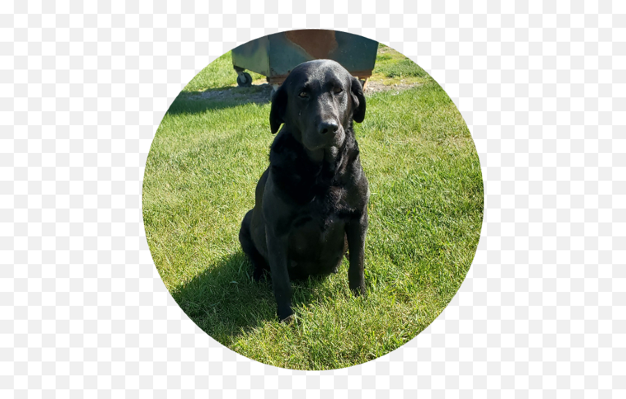 Labrador Retrievers - Lawn Emoji,Labrador Retriever Happy Birthday Emoticon