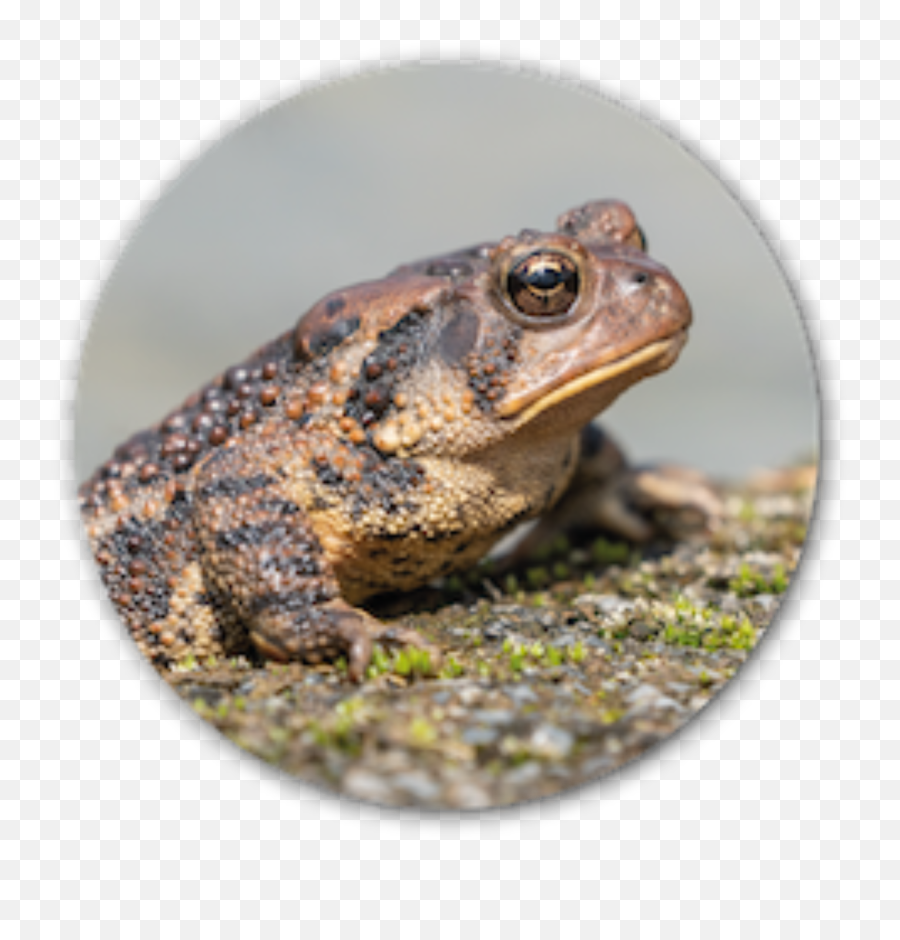 Salamander Toad Fencing - American Toad Emoji,Spadefoot Toad Emotion