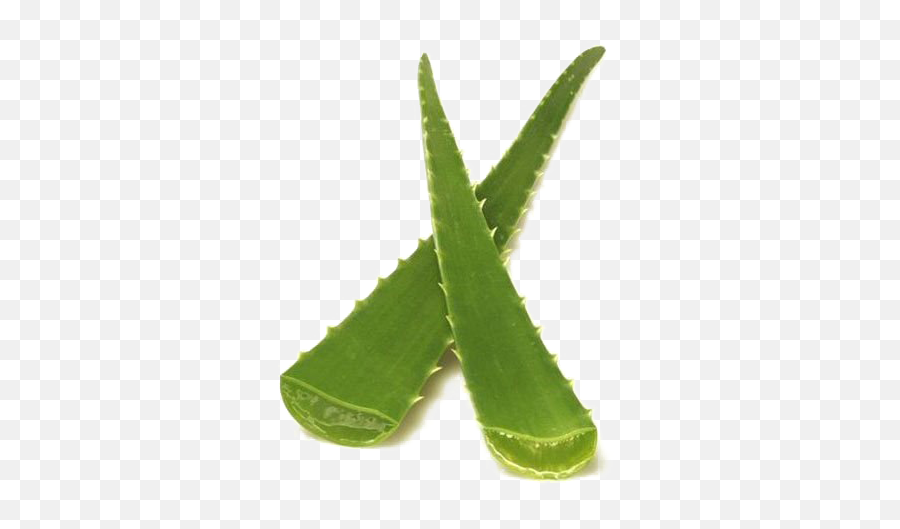 Aloe Vera Png Photo Png Arts Emoji,Aloe Vera Emoji