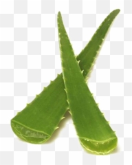 Aloe Vera Png Photo Png Arts Emoji,Aloe Vera Emoji