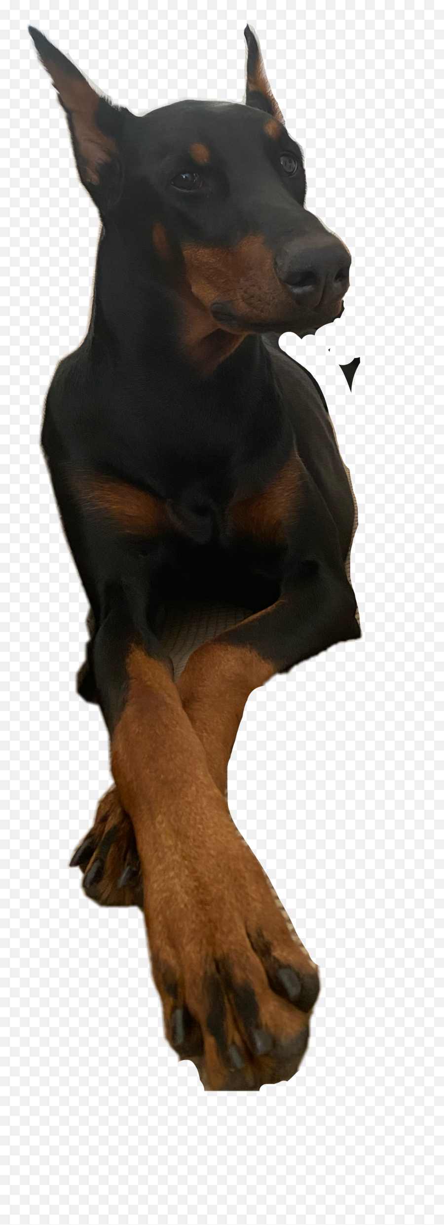 The Most Edited - Dog Emoji,Doberman Emoji