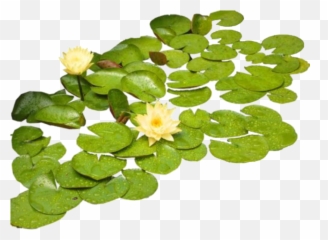 Png Nature Lilypad Sticker - Lily Pads Png Transparent Emoji,Lily Pad Emoji