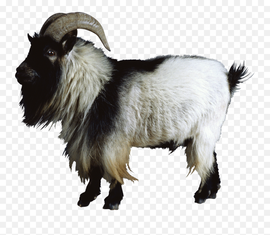 Tv Hd Transparent Png Image User Shital1801 0 10 - Mountain Goat Transparent Emoji,Goat Emoji Shirt