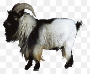 Tv Hd Transparent Png Image User Shital1801 0 10 - Mountain Goat Transparent Emoji,Goat Emoji Shirt